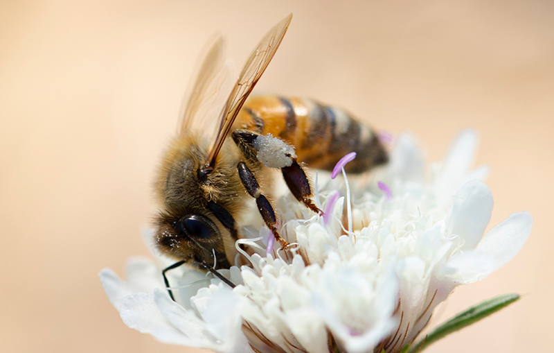 jak długo żyje pszczoła