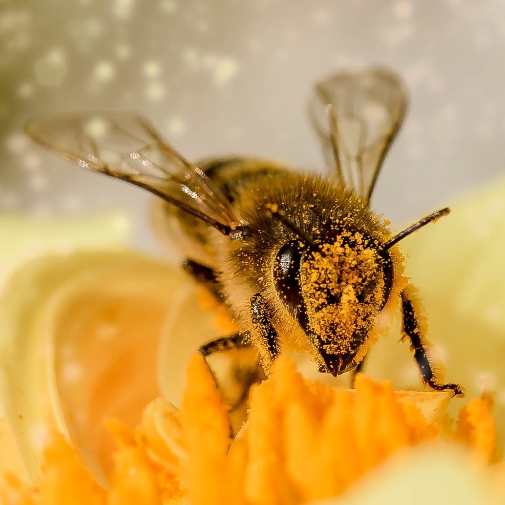 pyłek pszczeli