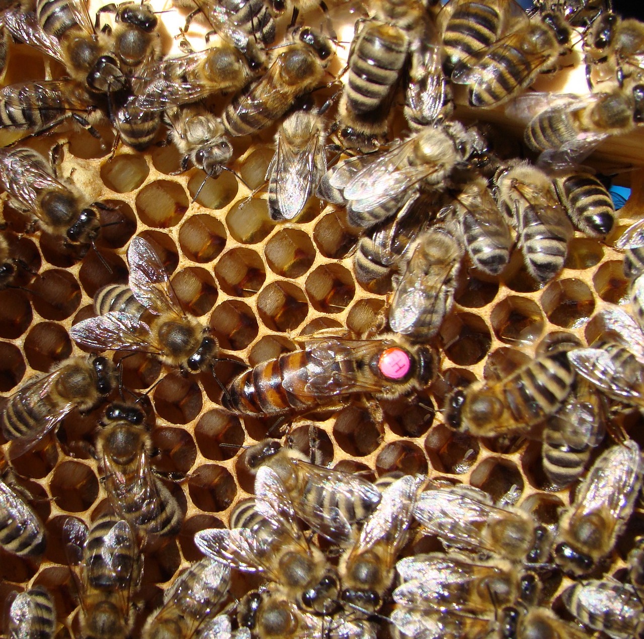 pszczela rodzina