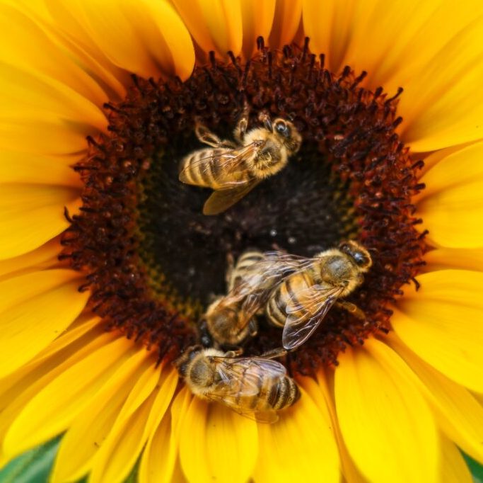 rola pszczół w przyrodzie